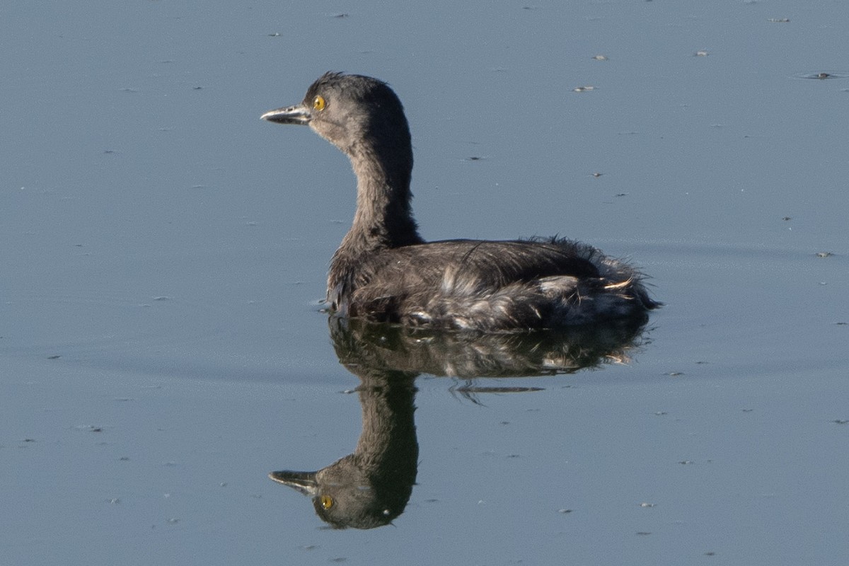 Least Grebe - ML643504221