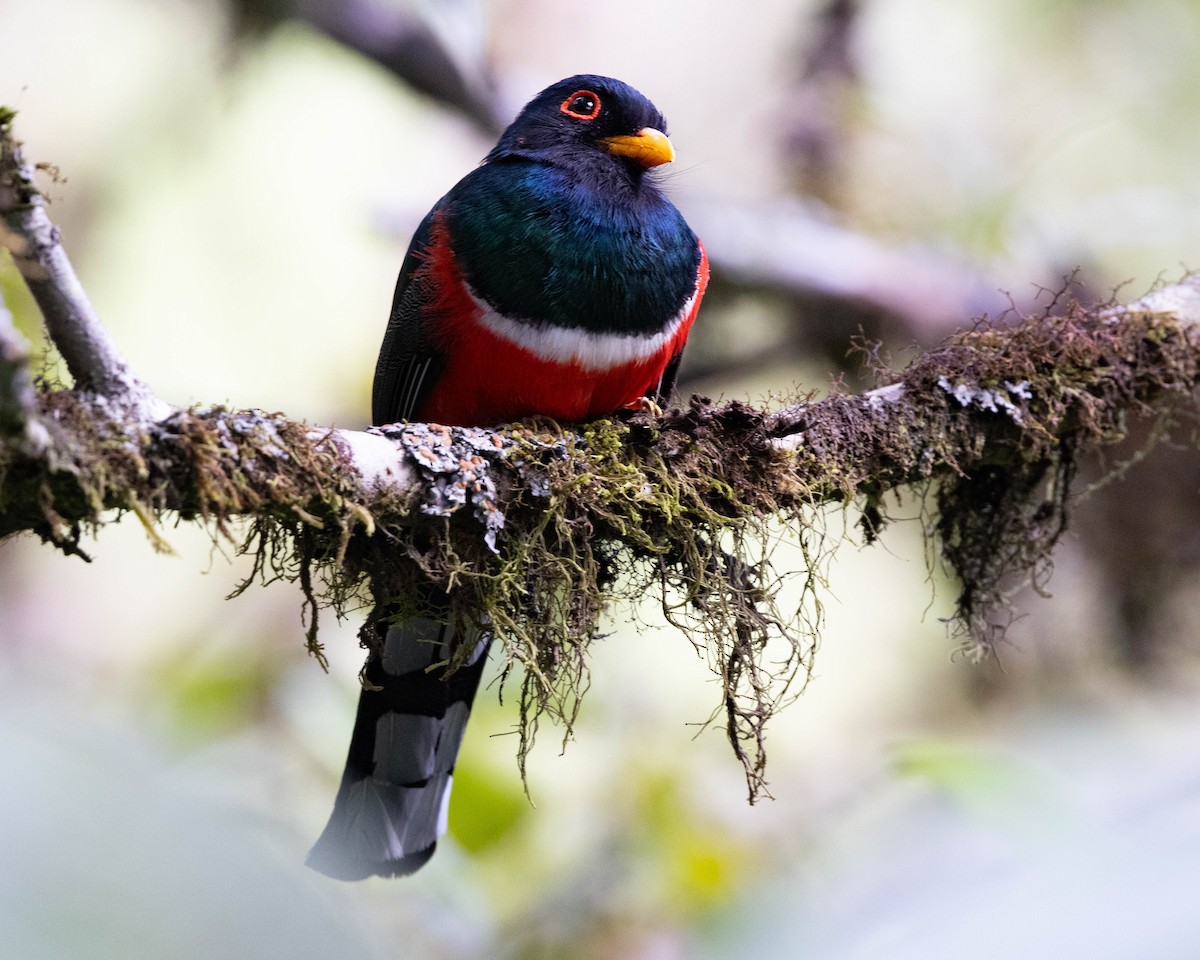 trogon škraboškový - ML643504227
