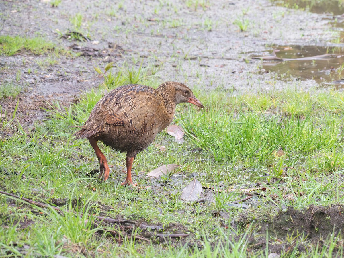 Уэка - ML643504228