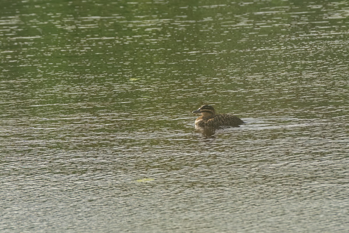 Masked Duck - ML643504243