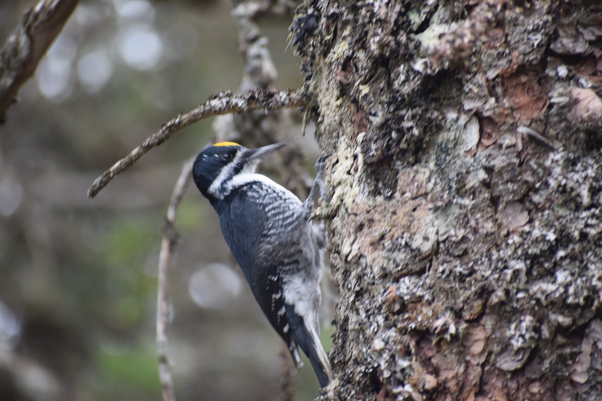 Black-backed Woodpecker - ML643504245