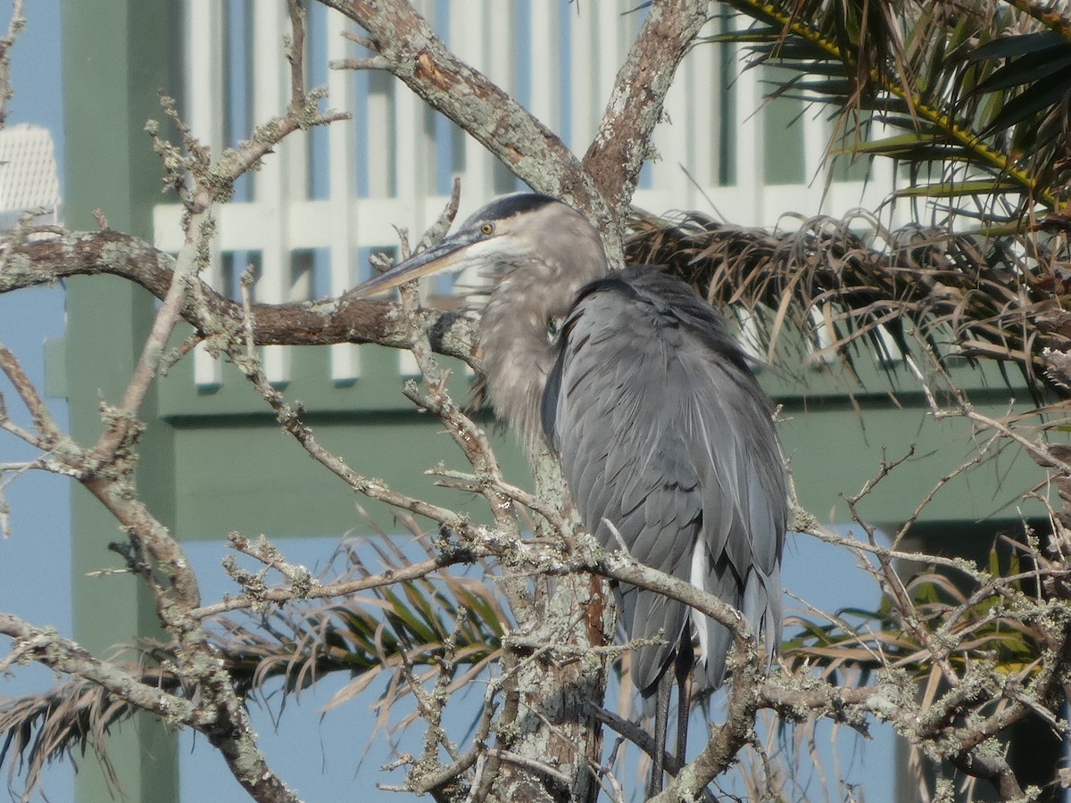 Garza Azulada - ML643504264