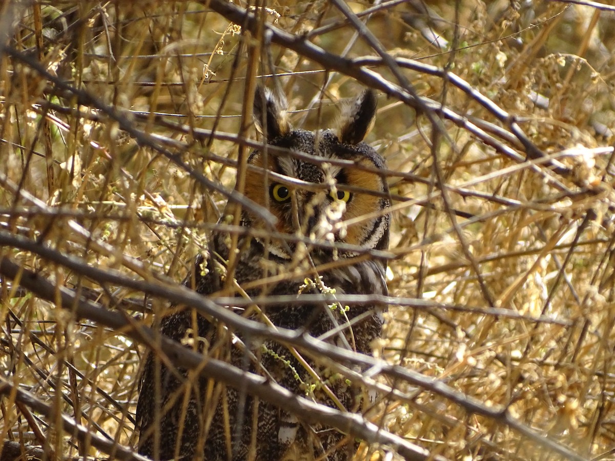 Long-eared Owl - ML643504276