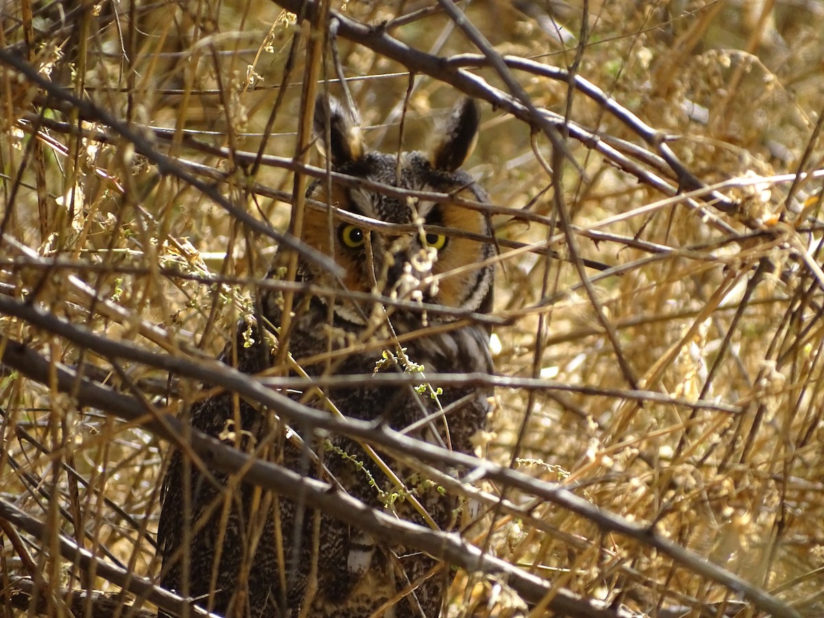 Long-eared Owl - ML643504278