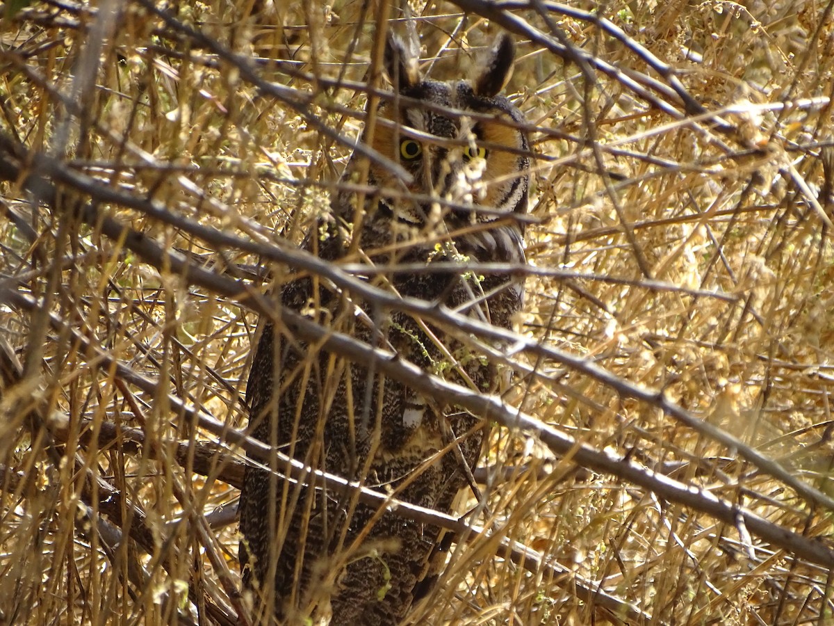 Long-eared Owl - ML643504279