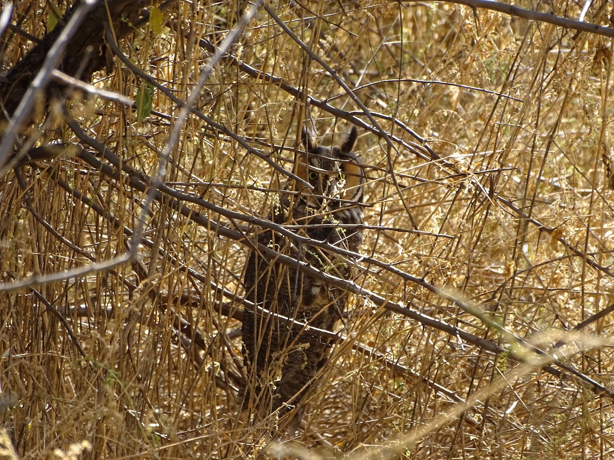Long-eared Owl - ML643504280