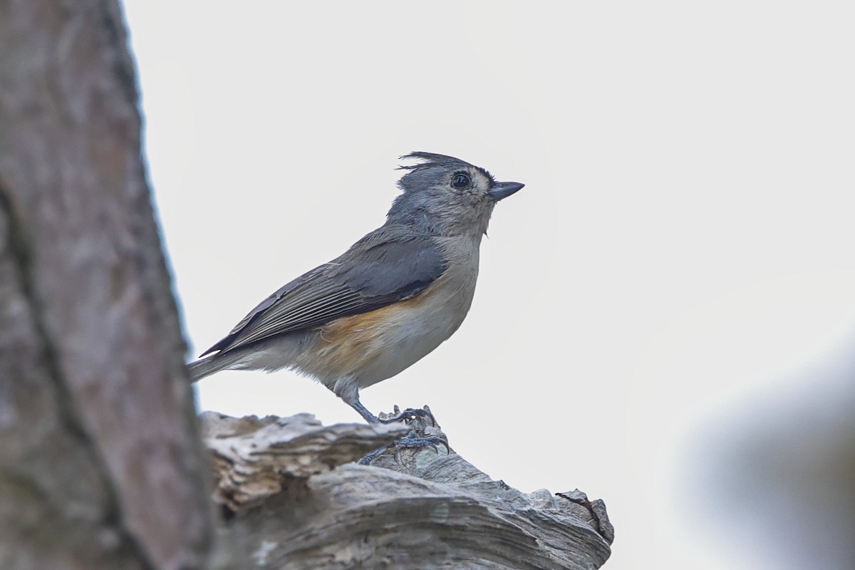 Tufted Titmouse - ML643504281