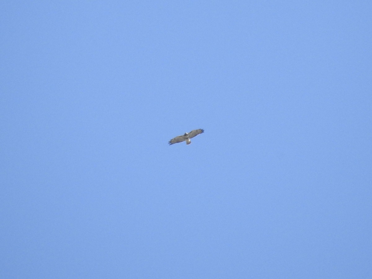 Red-tailed Hawk - ML643504283