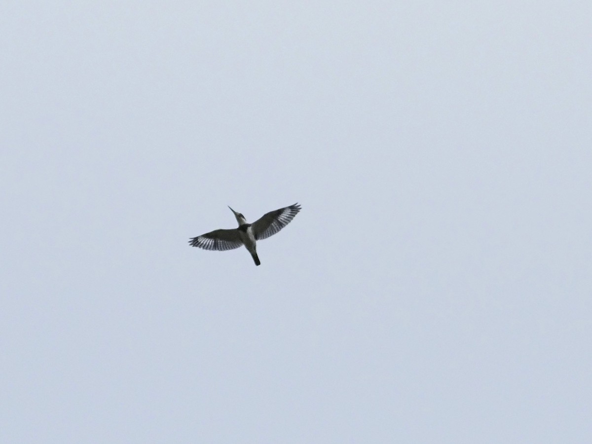 Belted Kingfisher - ML643504298