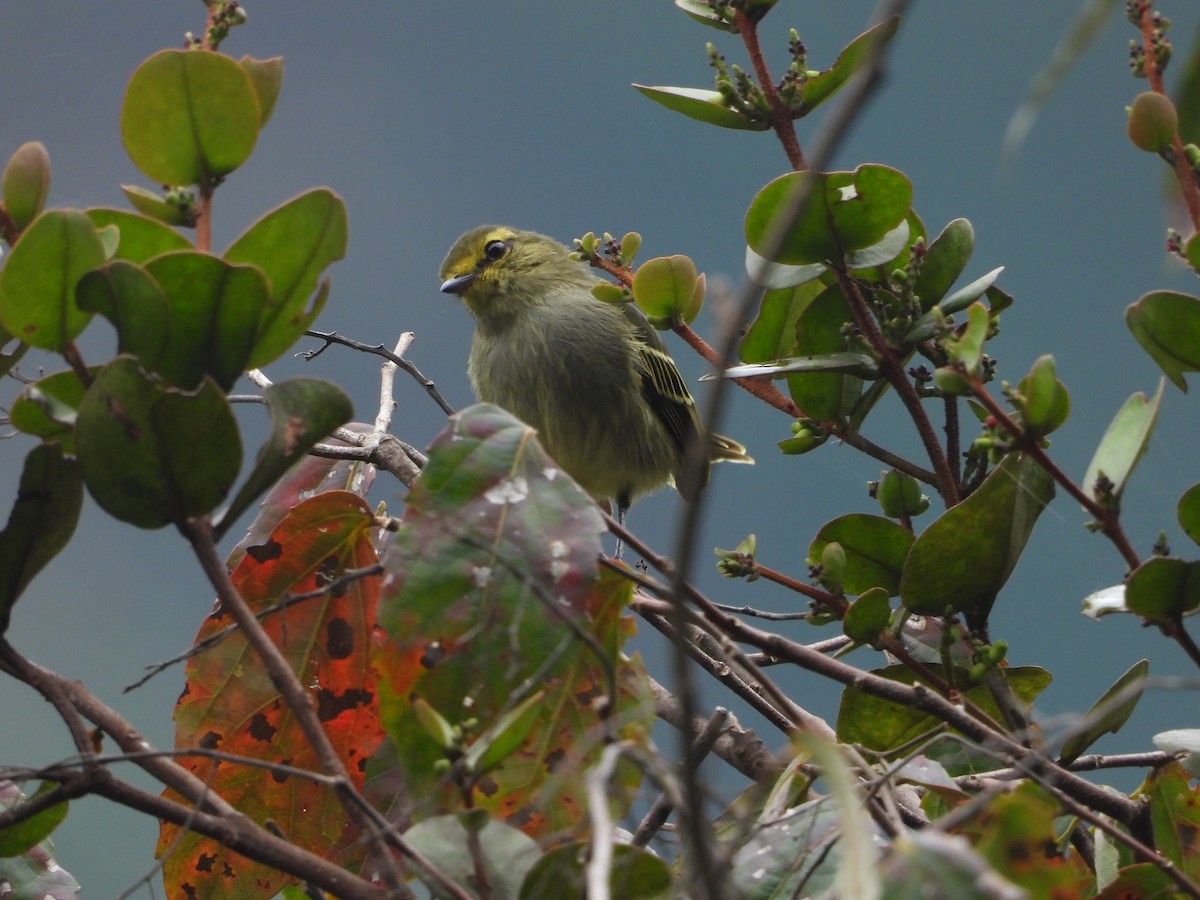 Golden-faced Tyrannulet - ML643504317