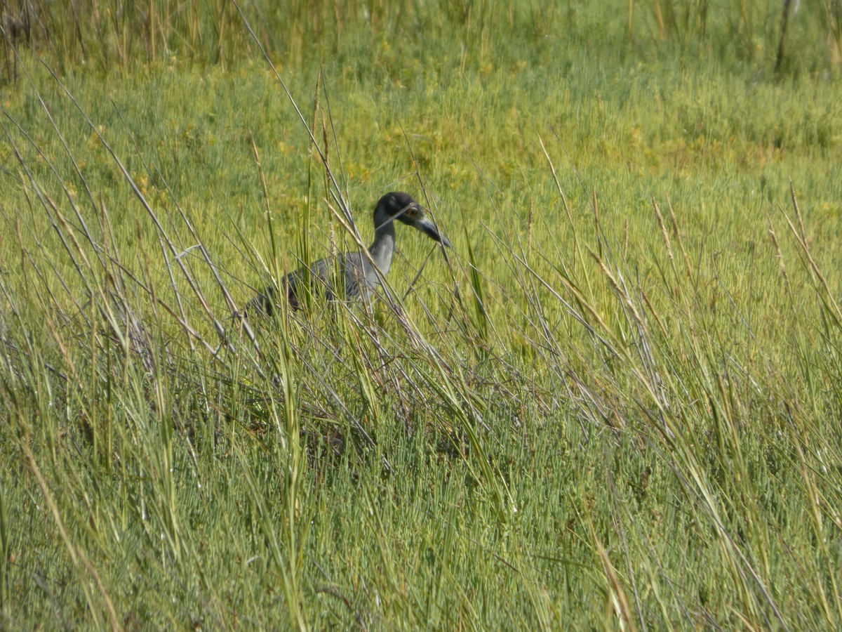 Yellow-crowned Night Heron - ML643504343