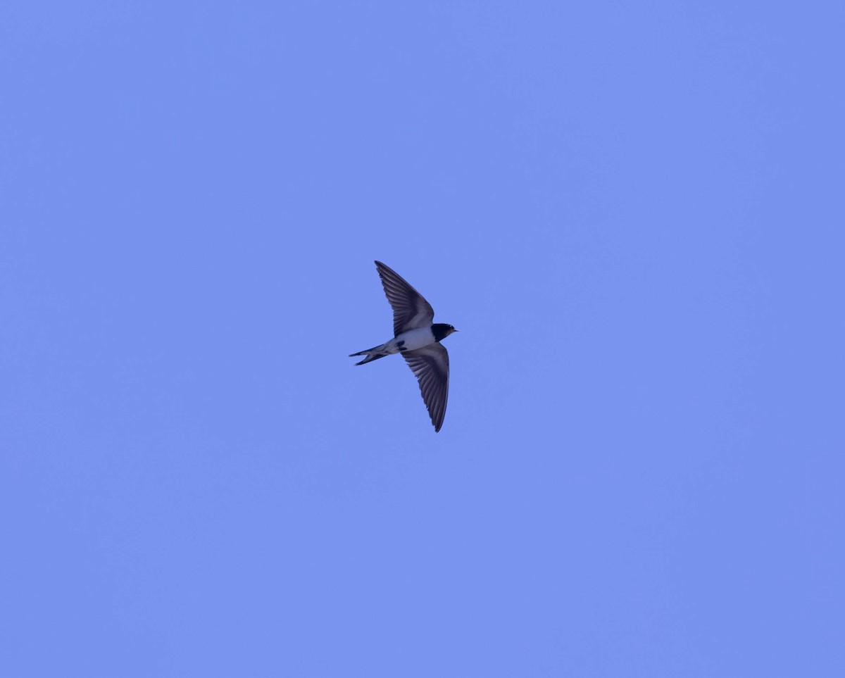Barn Swallow - ML643504359
