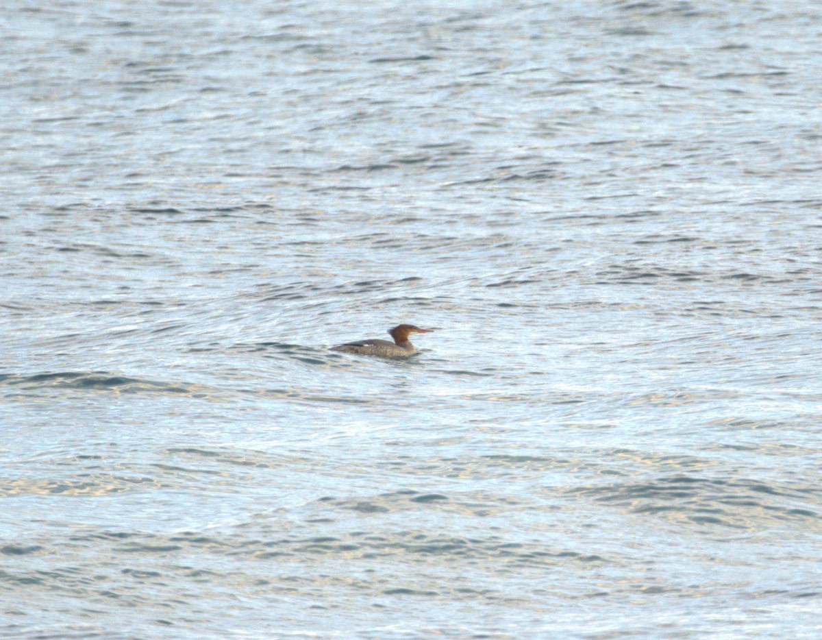 Common Merganser - ML643504363