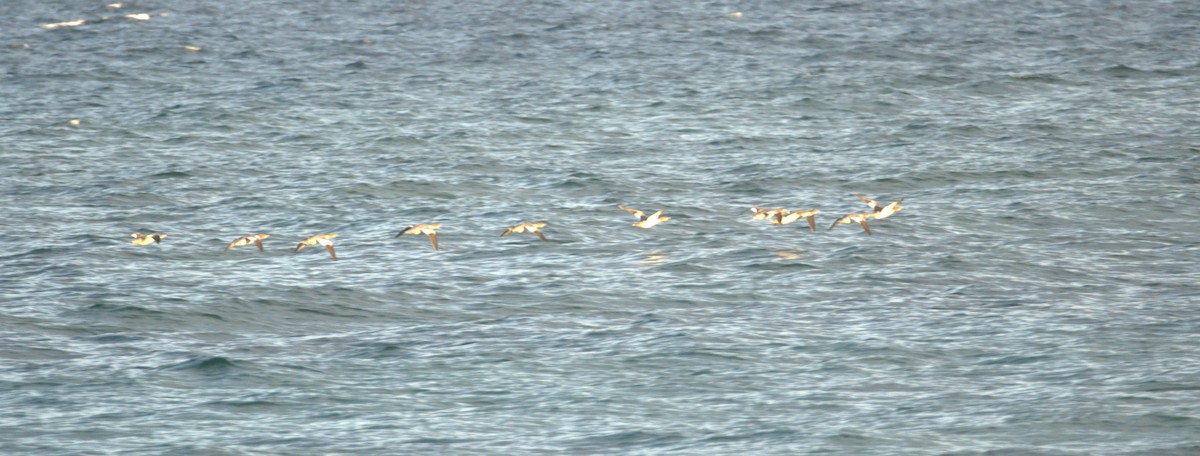 Common Merganser - ML643504364