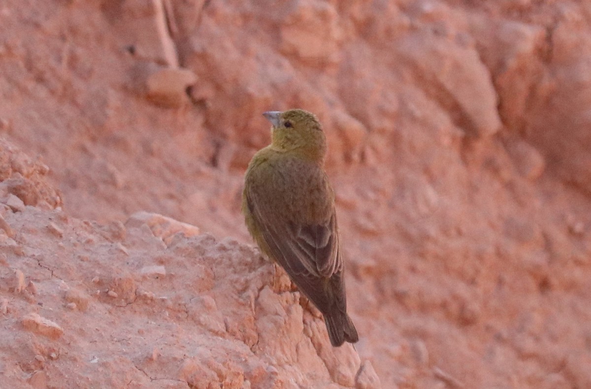 Greenish Yellow-Finch - ML643504366