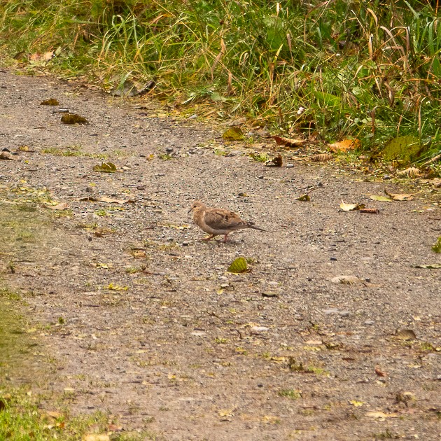 Mourning Dove - ML643504370