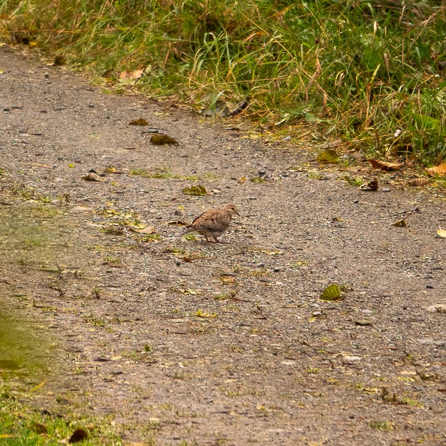 Mourning Dove - ML643504371