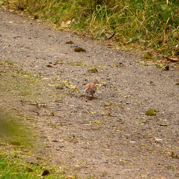 Mourning Dove - ML643504372