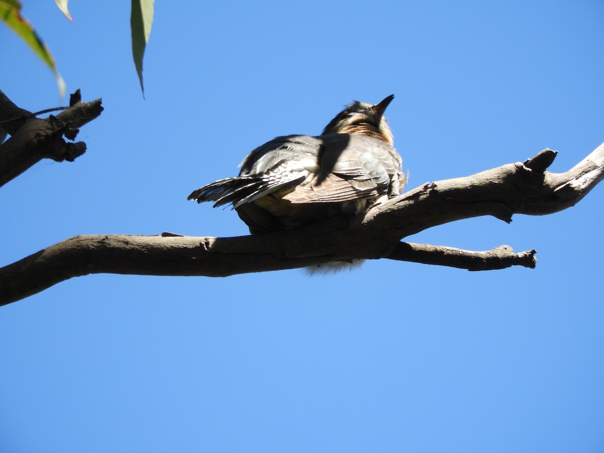Fan-tailed Cuckoo - ML643504373