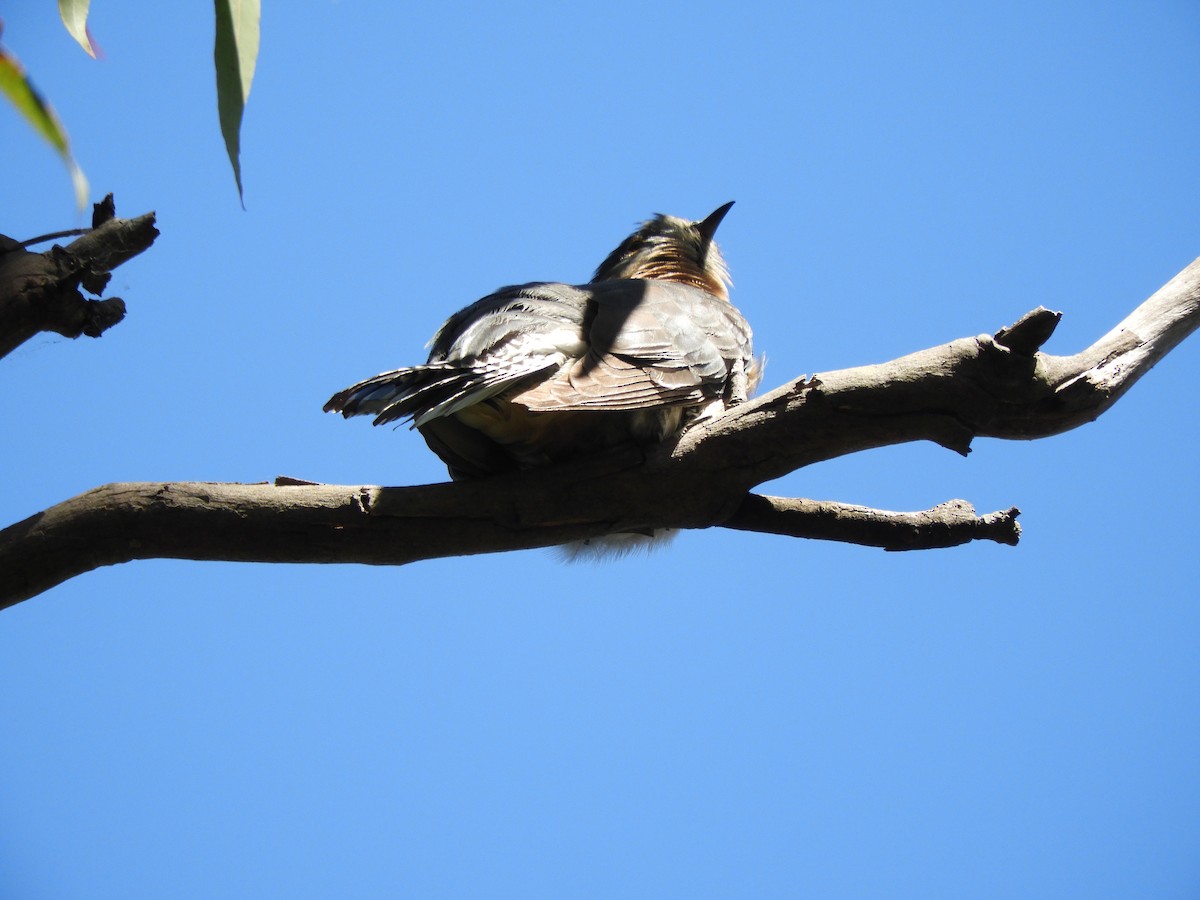 Fan-tailed Cuckoo - ML643504374
