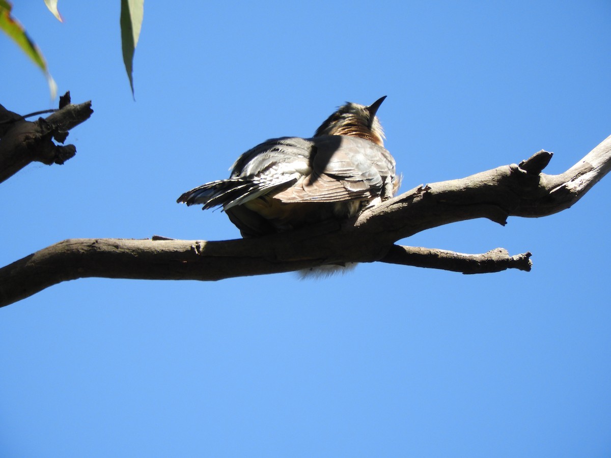 Fan-tailed Cuckoo - ML643504375