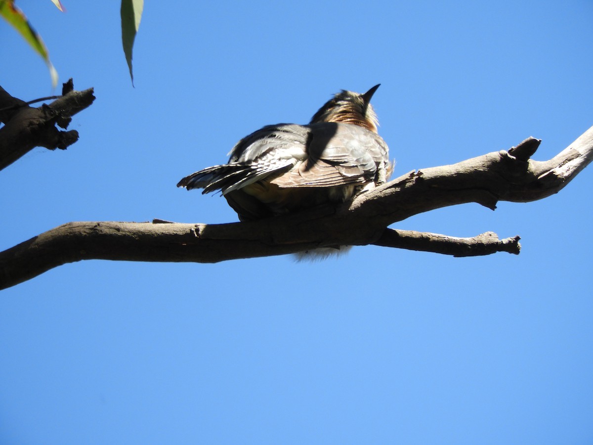 Fan-tailed Cuckoo - ML643504376