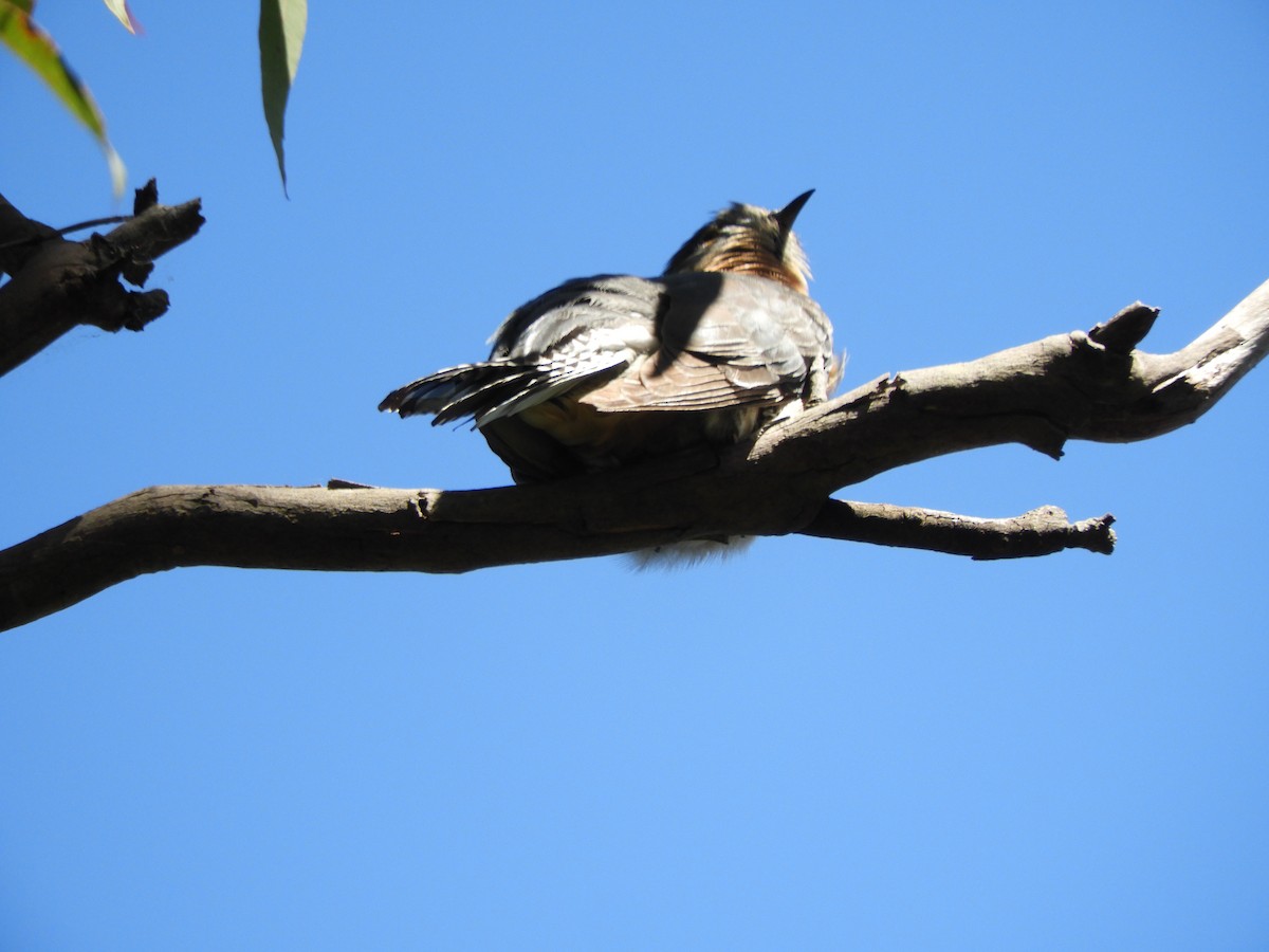 Fan-tailed Cuckoo - ML643504377