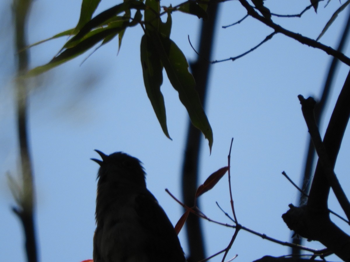 Fan-tailed Cuckoo - ML643504378