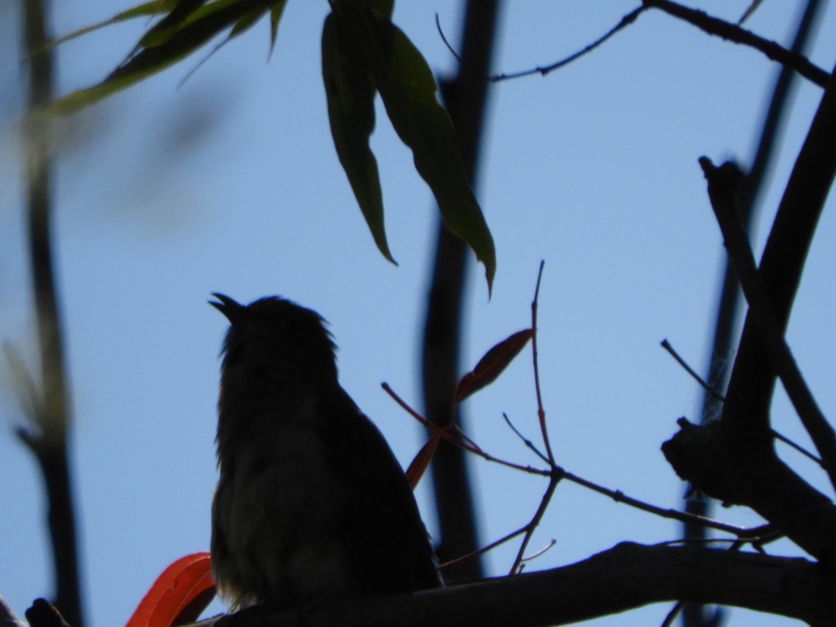 Fan-tailed Cuckoo - ML643504379