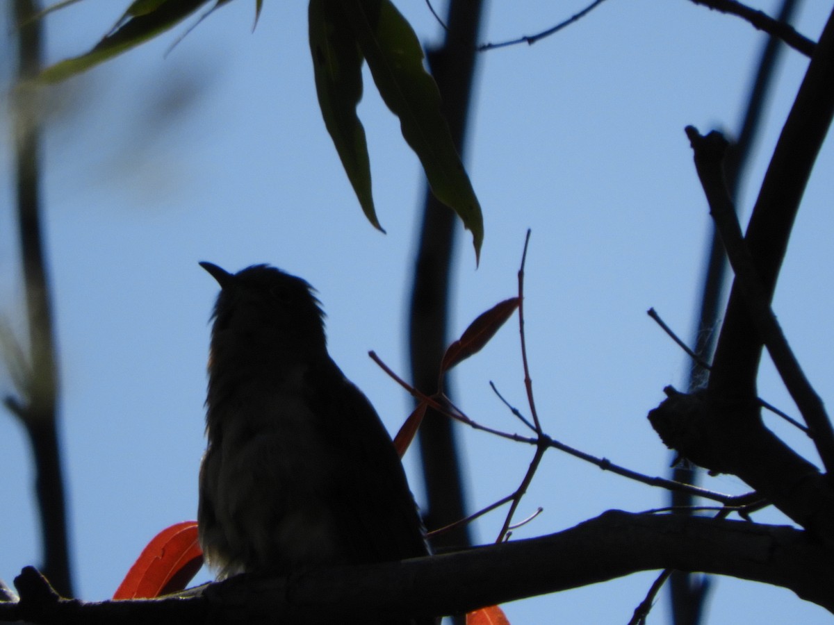 Fan-tailed Cuckoo - ML643504380