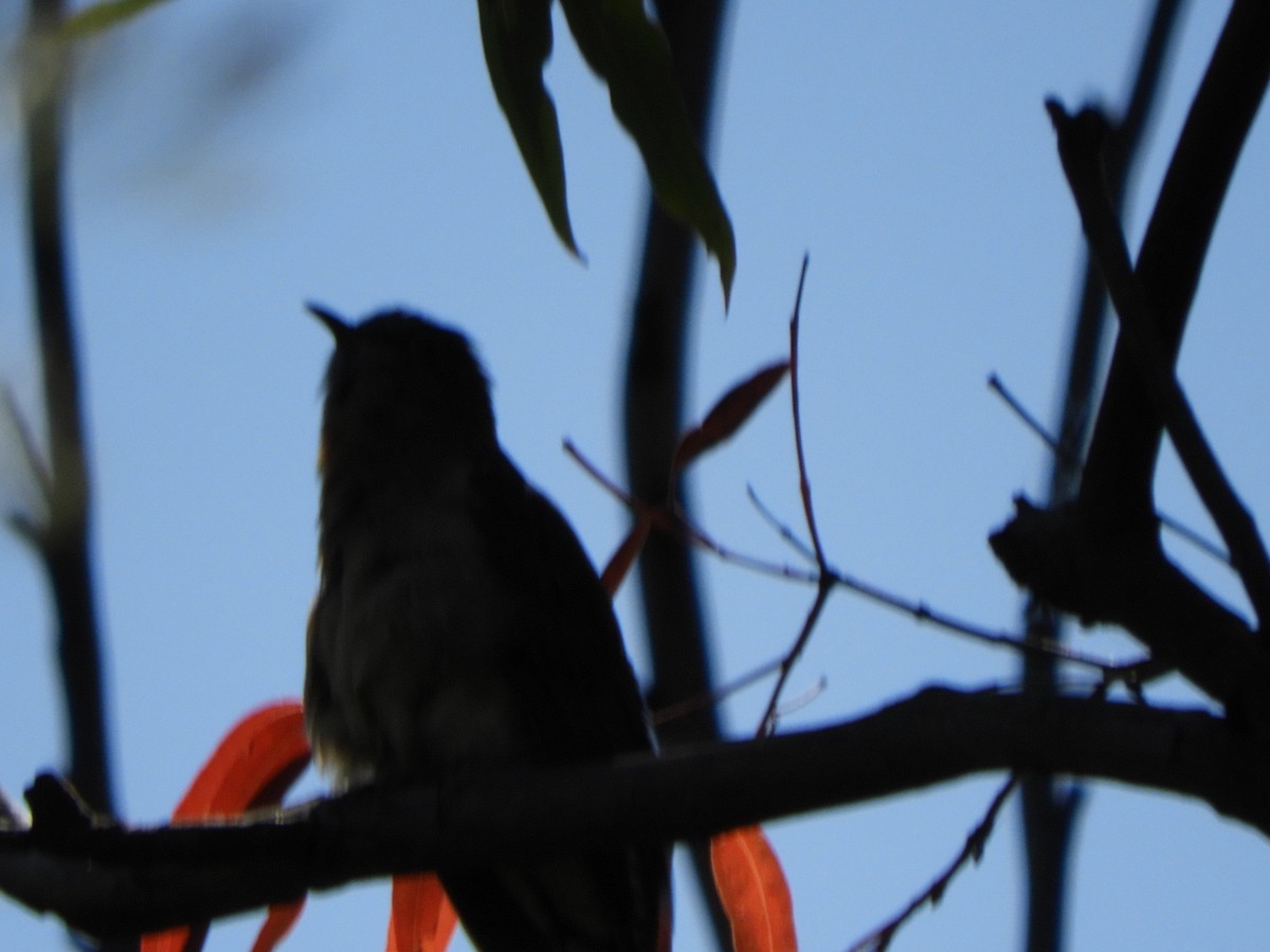 Fan-tailed Cuckoo - ML643504381