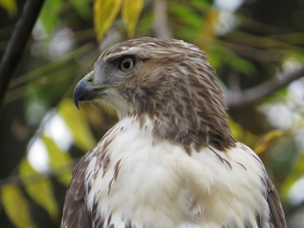 Red-tailed Hawk - ML643504385