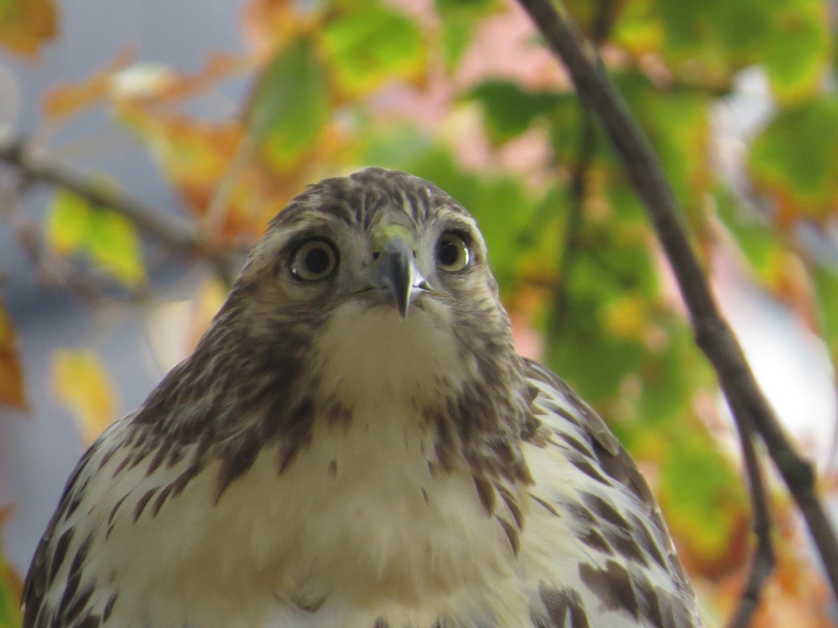 Red-tailed Hawk - ML643504387