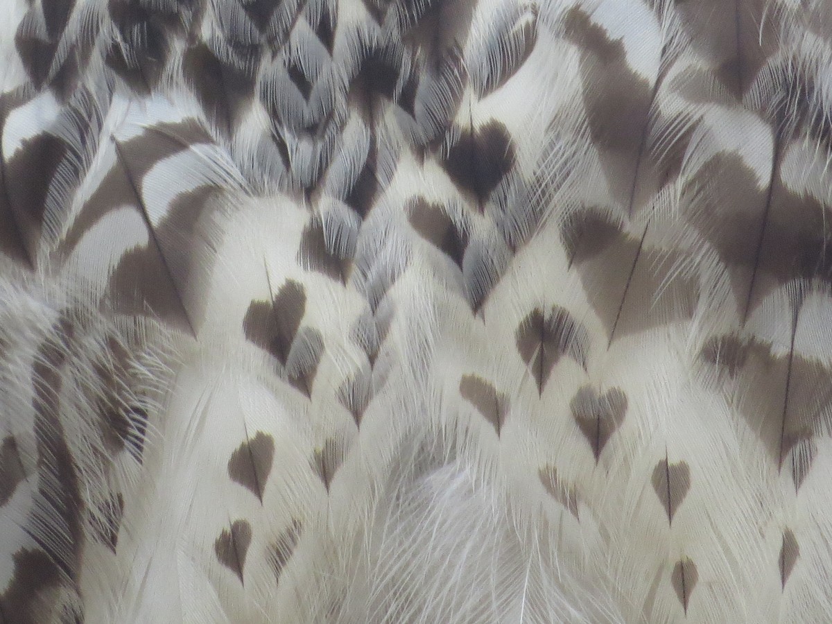 Red-tailed Hawk - ML643504388