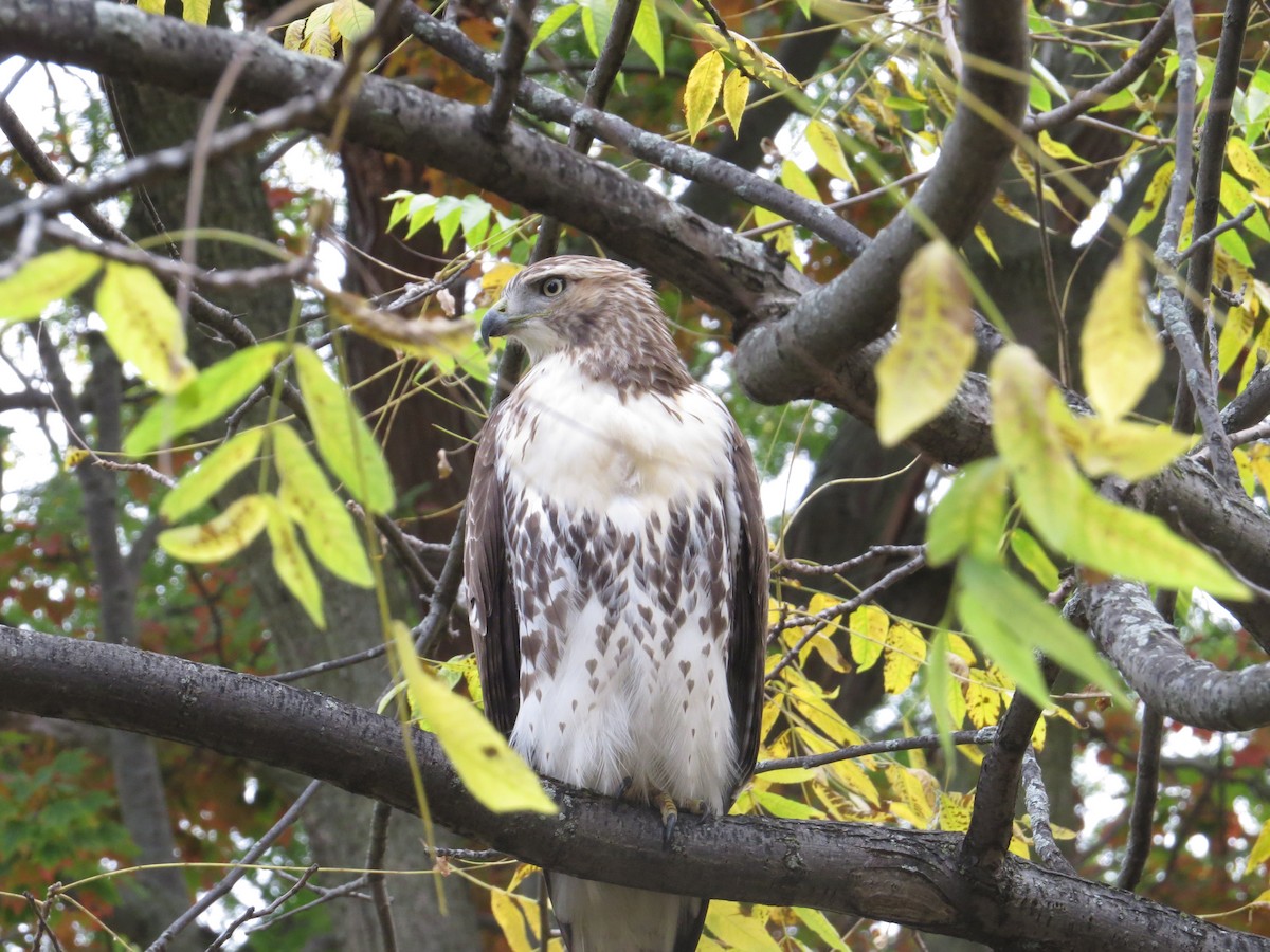 Red-tailed Hawk - ML643504390