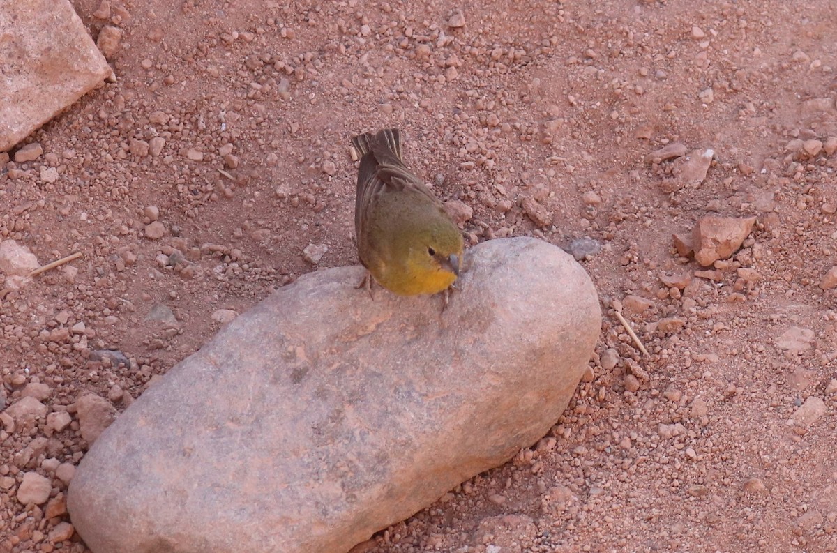 Greenish Yellow-Finch - ML643504394