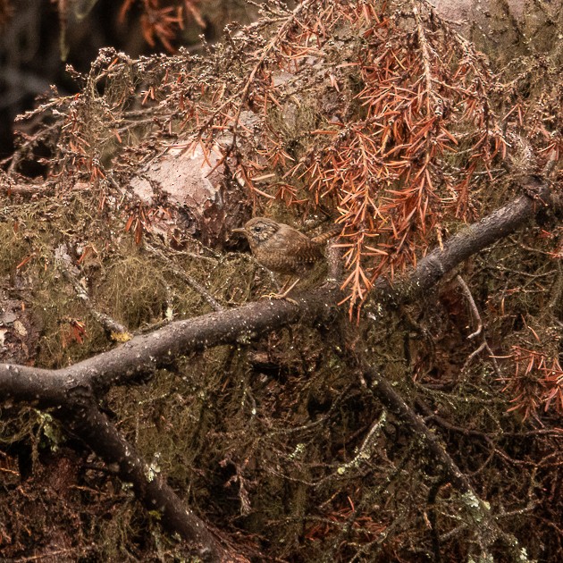 Pacific Wren - ML643504406