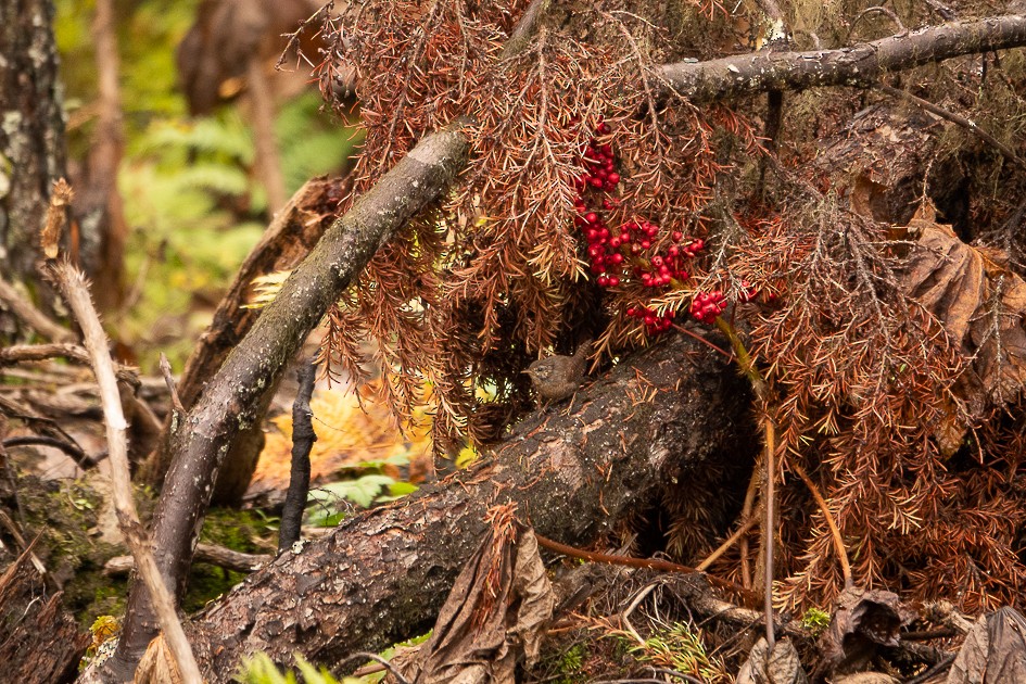 Pacific Wren - ML643504407
