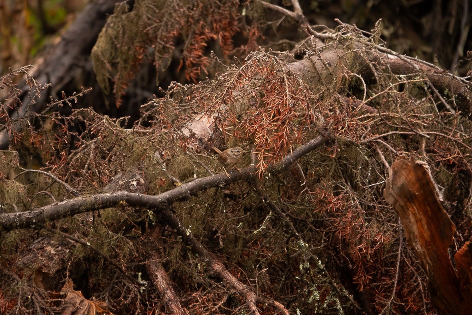 Pacific Wren - ML643504408