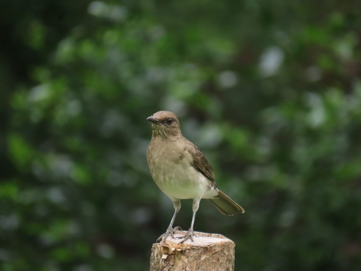 Black-billed Thrush - ML643504424