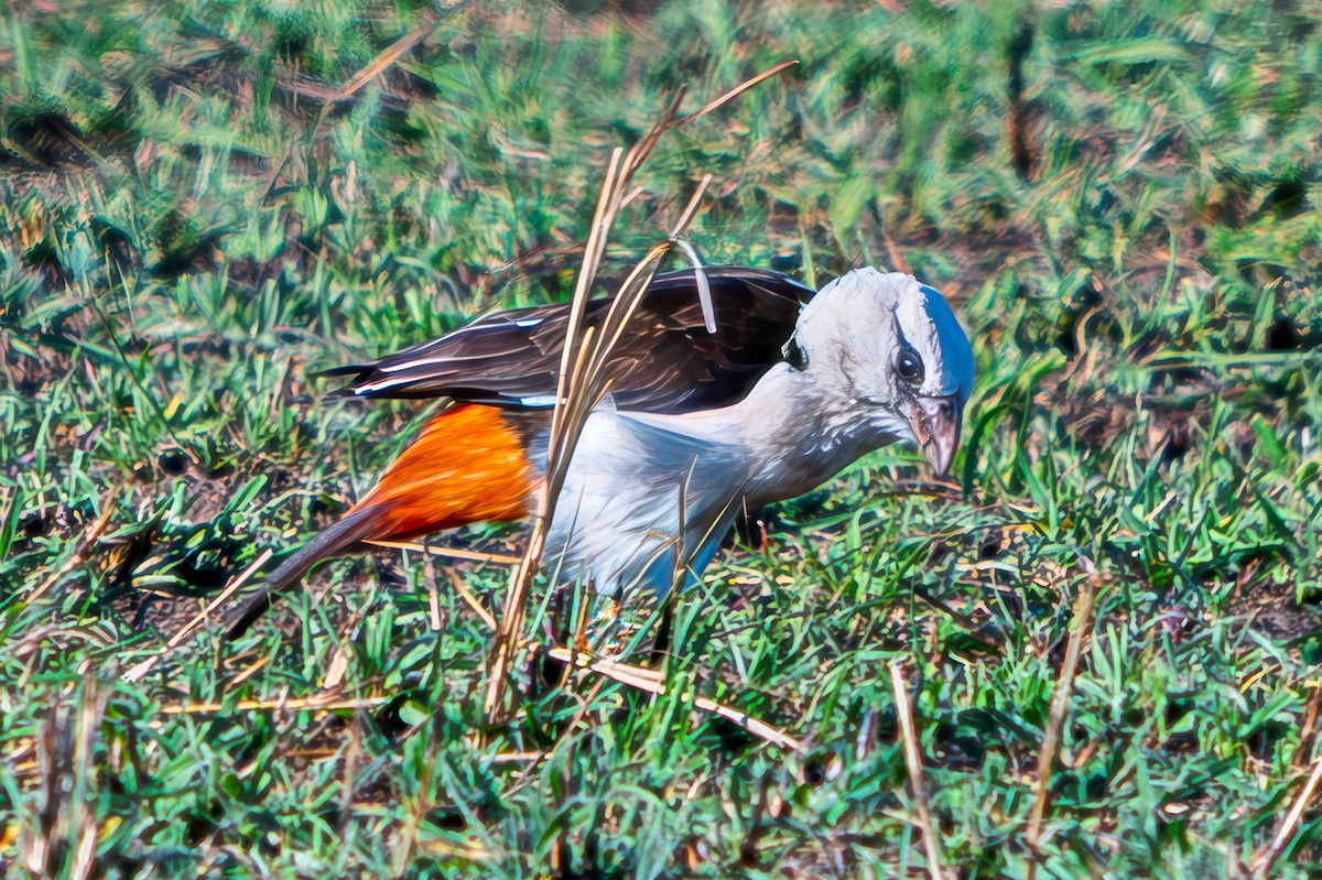 Alecto à tête blanche - ML643504426