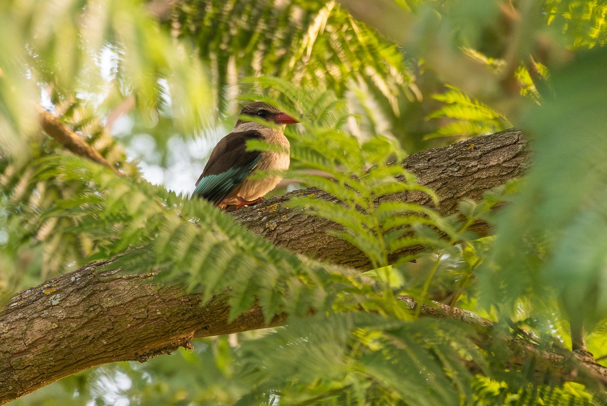 Brown-hooded Kingfisher - ML643504427