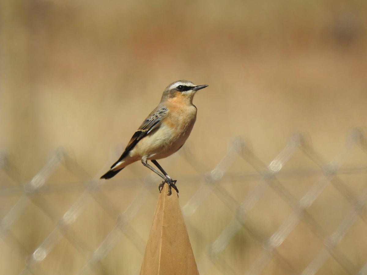 Northern Wheatear - ML643504433
