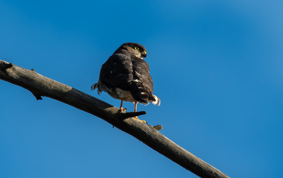 Little Sparrowhawk - ML643504435