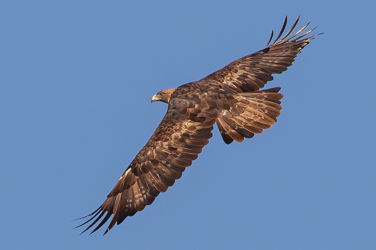 Aigle royal - ML643504439
