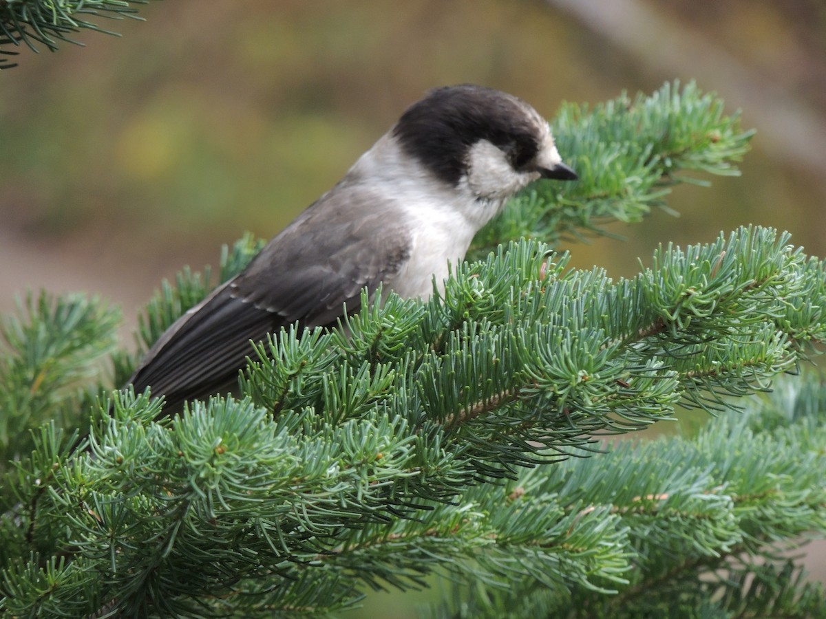 Canada Jay - ML643504445