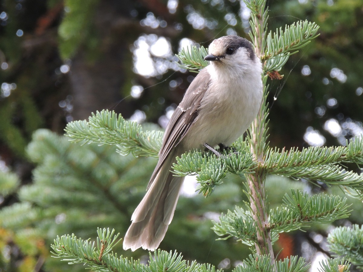 Canada Jay - ML643504446