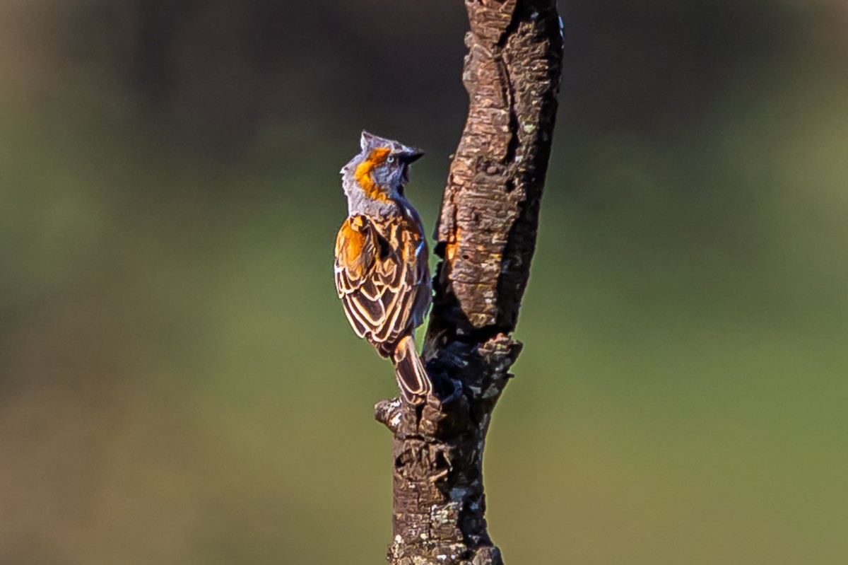 Kenya Rufous Sparrow - ML643504453