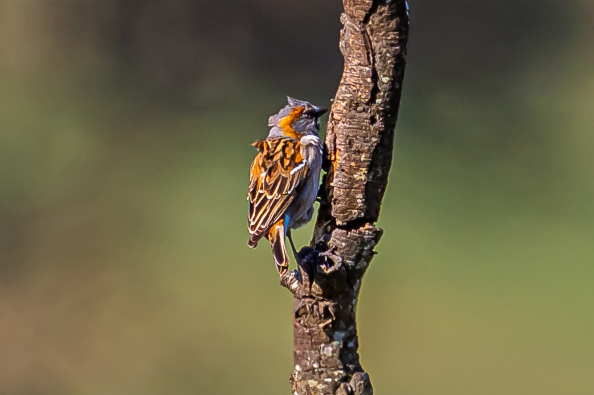 Kenya Rufous Sparrow - ML643504454