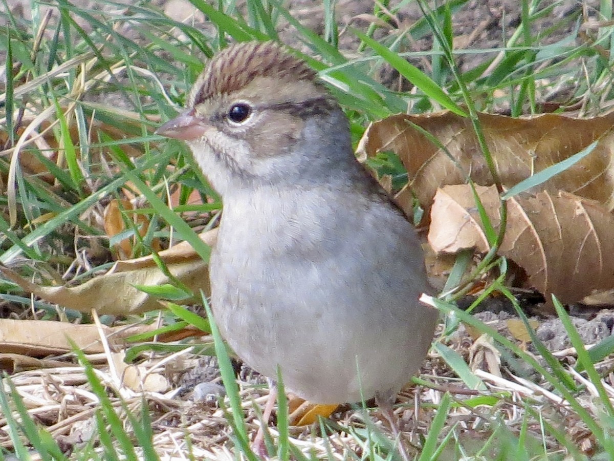 Chipping Sparrow - ML643504468